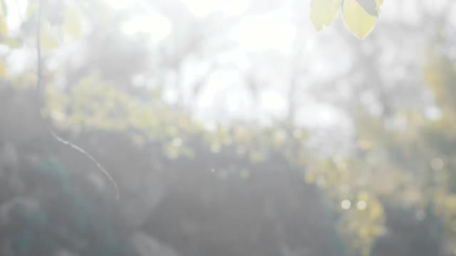 Sunlight through Leaves