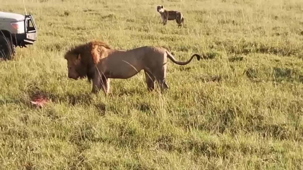 Lion