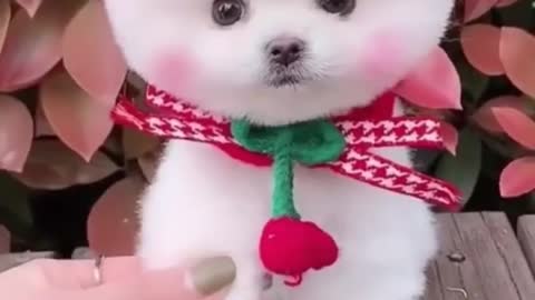 Cute baby video