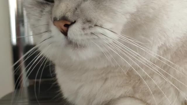 kitten