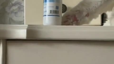 he cat: If you catch it then it's not fun😼