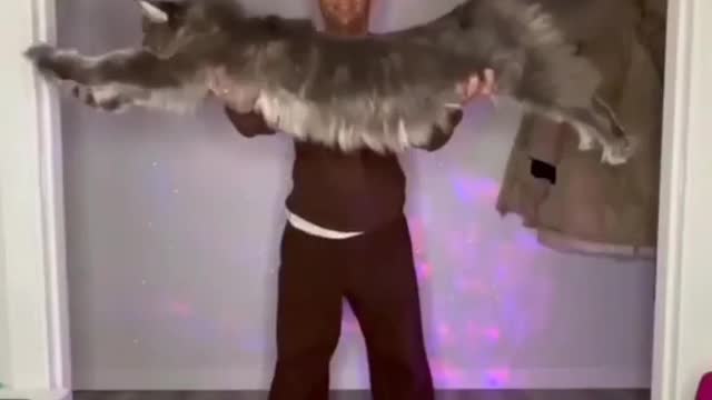 OMG 😱 cat cute 😍😍😍