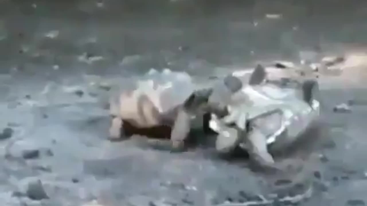 Turtle Flip