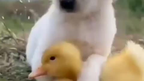 Cute Puppies Video