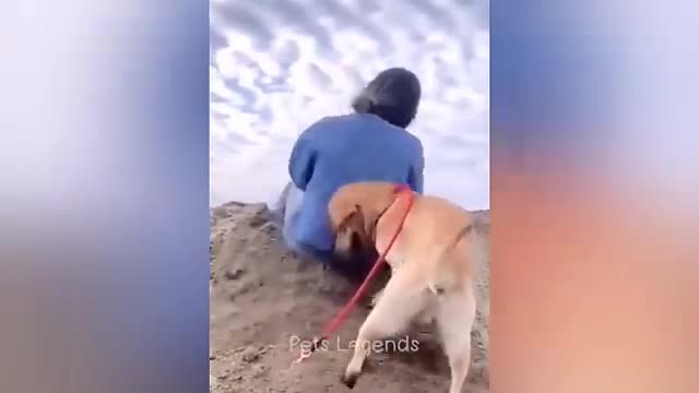 Funny animal video 😂😂😂