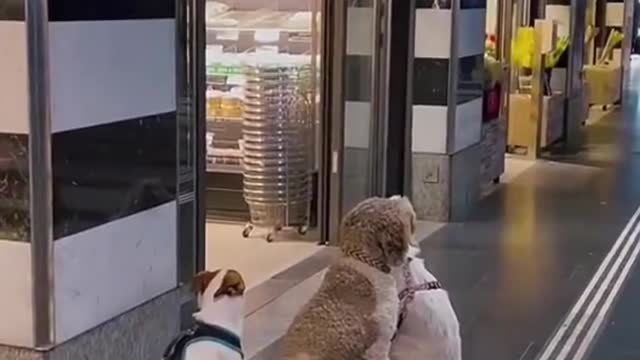 Dog shopping in the supermarket