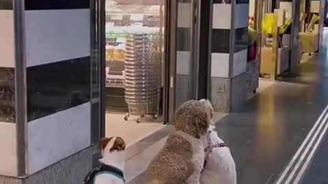 Dog shopping in the supermarket