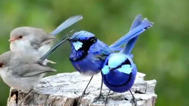 Splendid fairy wren