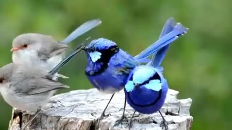 Splendid fairy wren