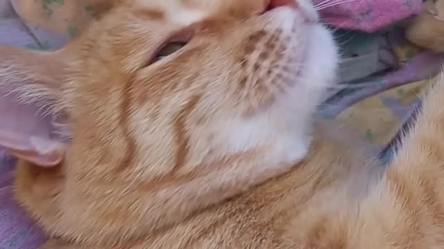 Yellow cat lying on back belly scratched