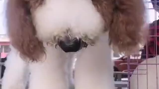 Gigantic Fluffy Poodle Dogs Love Being Carried Everywhere 😍