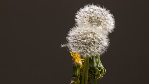 Dandelion Blooming