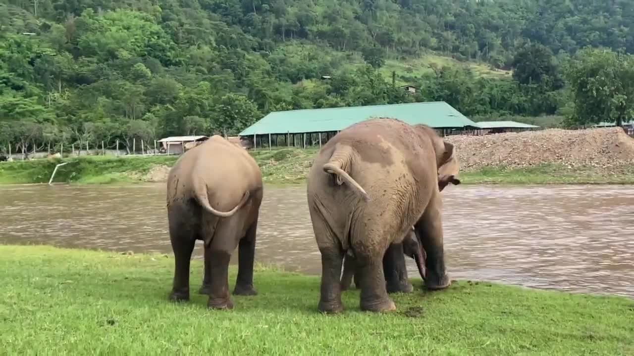 Baby elephant