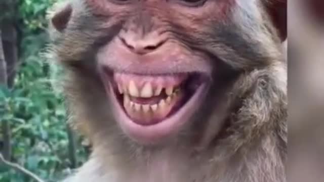 Monkey funny best smile videos