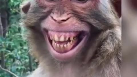 Monkey funny best smile videos