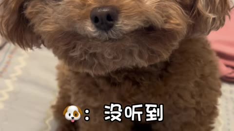 seen.. 💕 #puppy #dog #cutedog