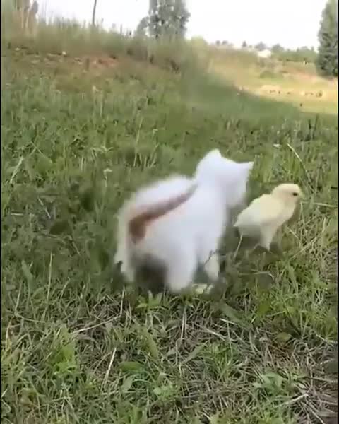 kitten playing with chicks