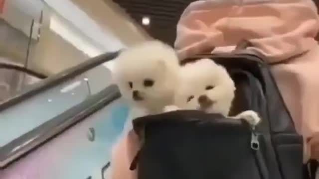 Funniest cute puppy dog eating new