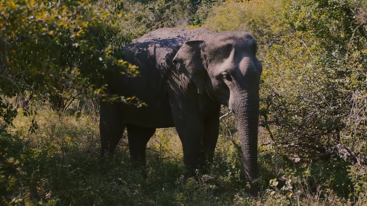 Beautiful picture of large calm wild elephant eating green grass in natural