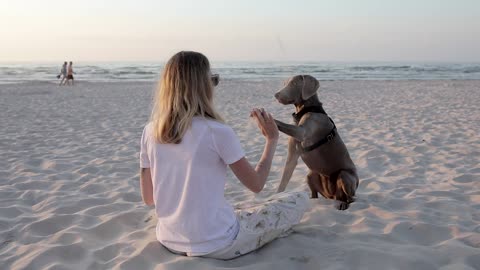 Faithful dog and friend