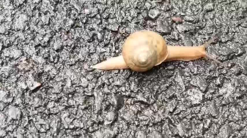 snails