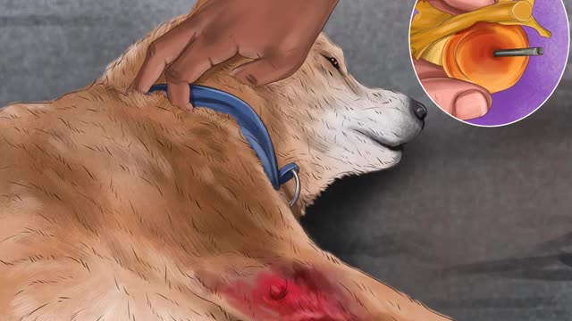 how Know if Your Dog Has a Slipped Disc