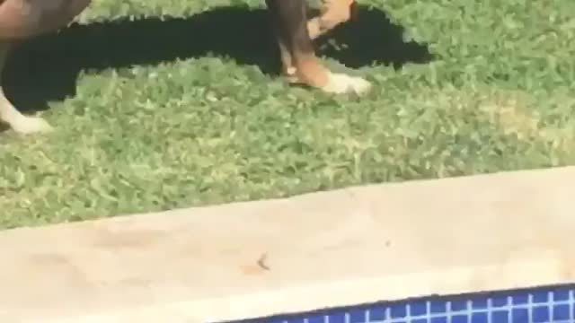 Dog Steals a Beer