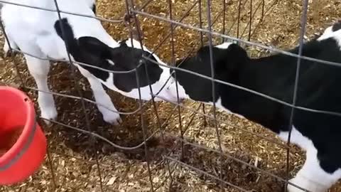 Third wheeling cows