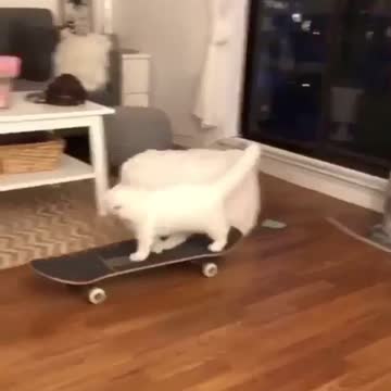 😍 Cute kitten getting on a skateboard 😍