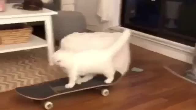 😍 Cute kitten getting on a skateboard 😍