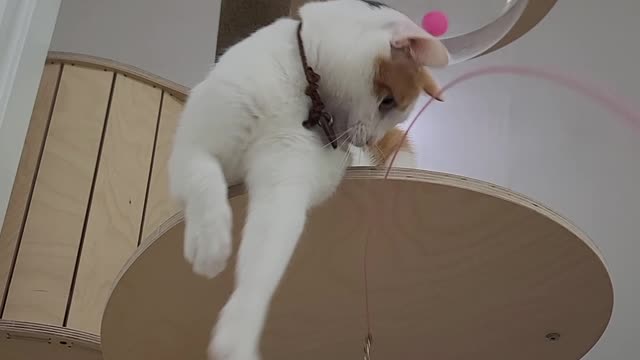 a cat playing with toys
