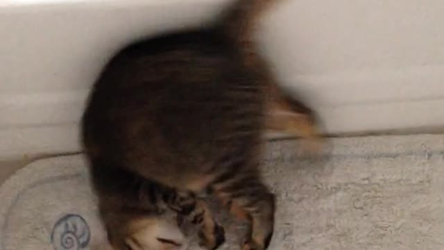 A Funny Kitten😹🐈