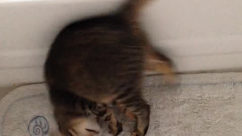 A Funny Kitten😹🐈