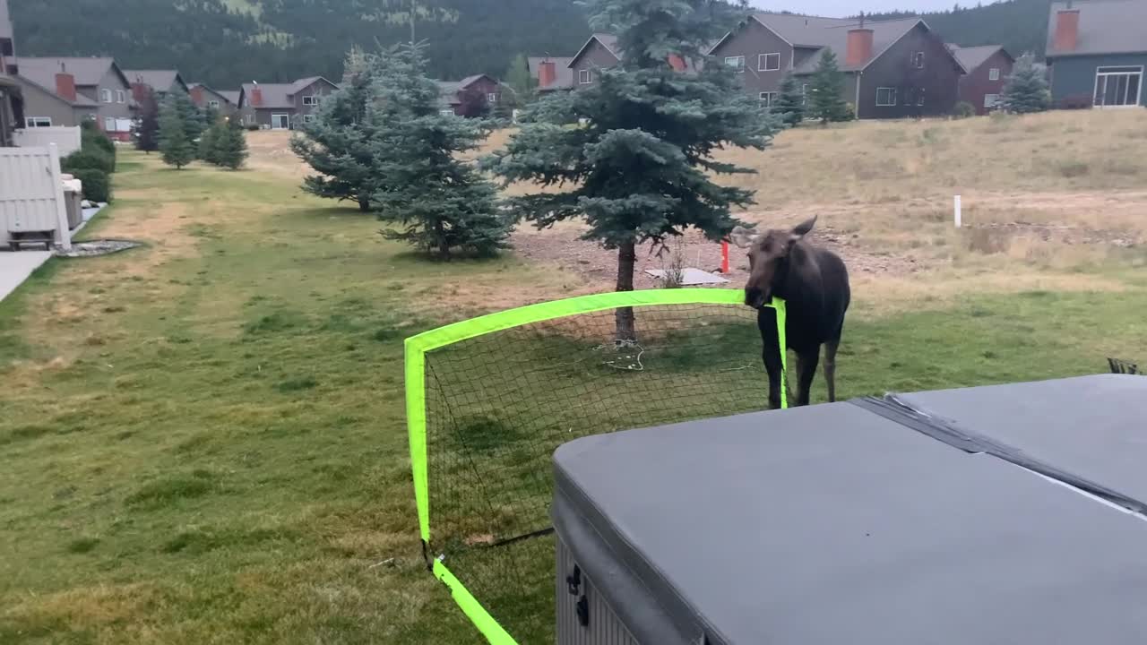 Baby Moose Plays with Soccer Net