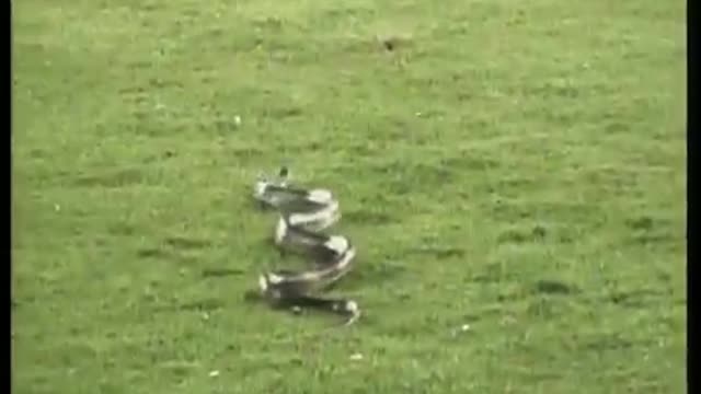 Snake on the loose on baseball