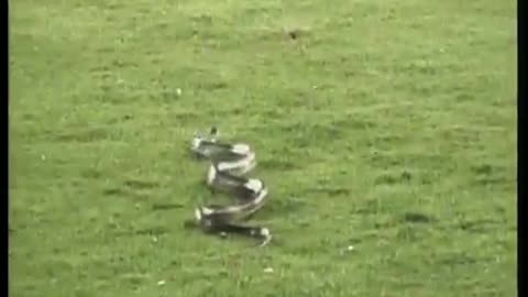 Snake on the loose on baseball