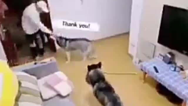 What does the dog do when its owner returns