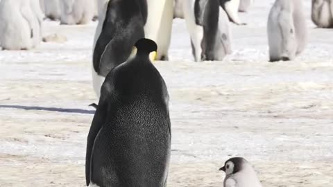 Young Emperor Penguin Chick Follows Its Parent..Cape Washington