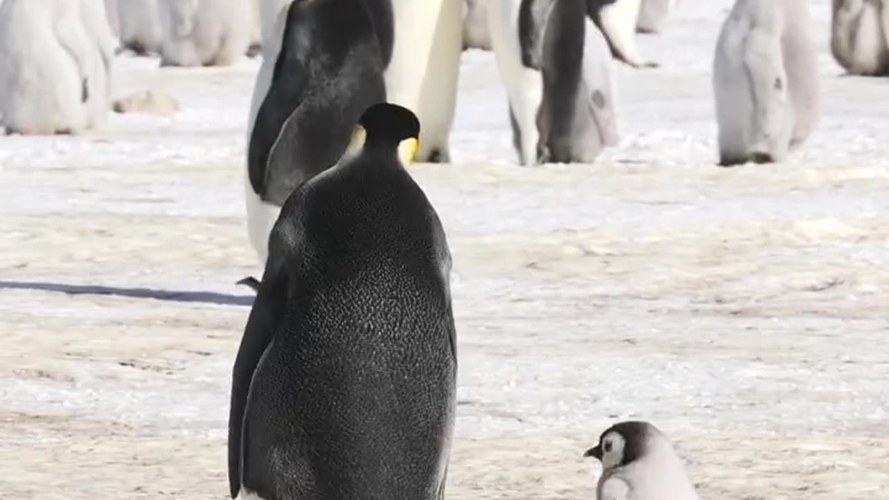 Young Emperor Penguin Chick Follows Its Parent..Cape Washington