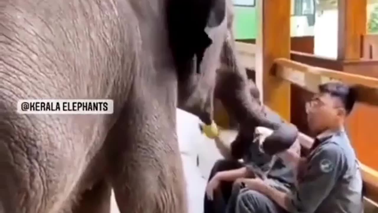 Goofy elephant steals a man banana