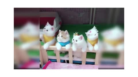 Funny Cat dance