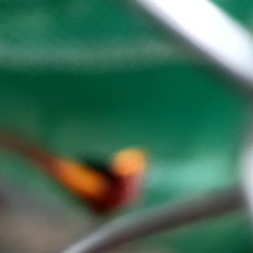 Beautiful Birds In Park || Birds are Amezing