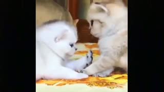 Funny Pets - Top Funniest Moments | Funny Cats Videos