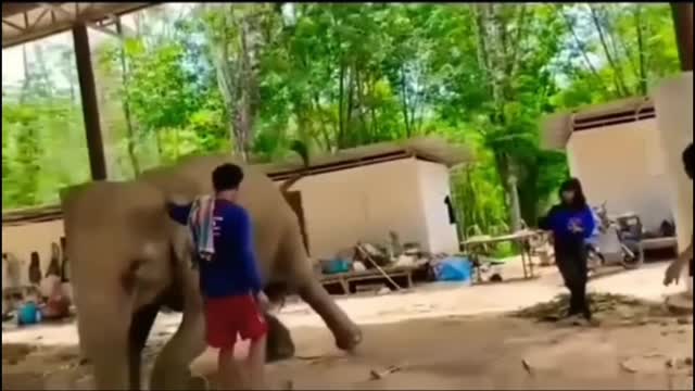 Birth of little elephant