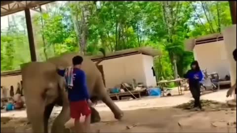 Birth of little elephant