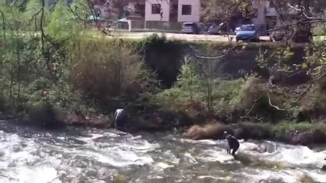 Drowning Puppy Trying To Cross River Rescued - Hero Man Rescues Dog From Ice Cold River