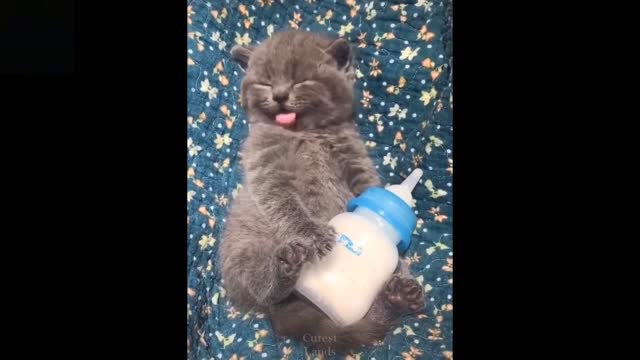 kitty and cute❤Baby Pets 💗 Cute & Funny Animals Video