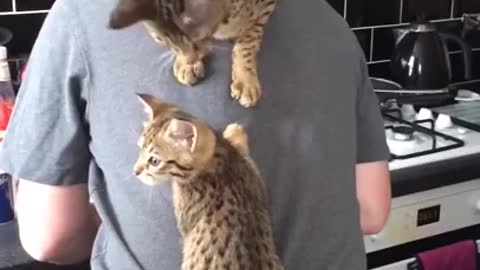 Cats climb on owner's back