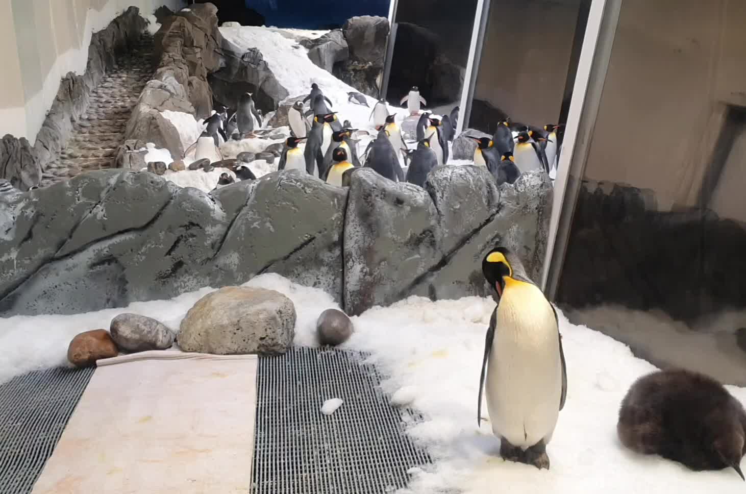 Penguin dance on the ice