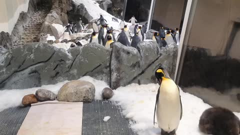 Penguin dance on the ice